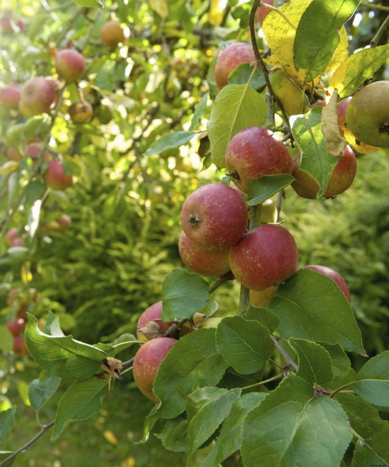 Verwendung von Bittersalz zur Abschreckung von Murmeltieren – die schnelle, humane Art, Ihren Garten zu schützen 