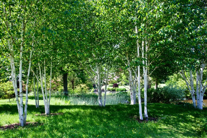 Beste Bäume für die Privatsphäre – 15 Ideen, um Ihren Garten abzuschirmen 