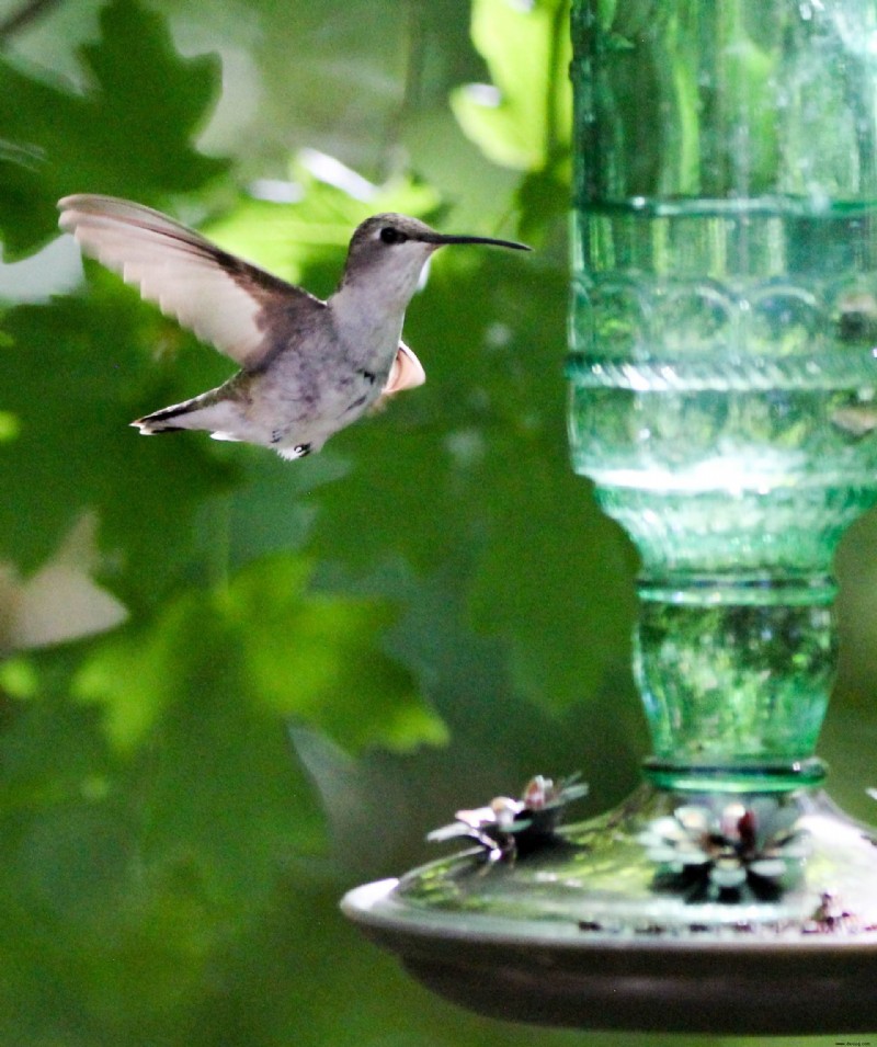 Wie man Bienen von Futterhäuschen für Kolibris fernhält – organische Wege, um das Insekt abzulenken 