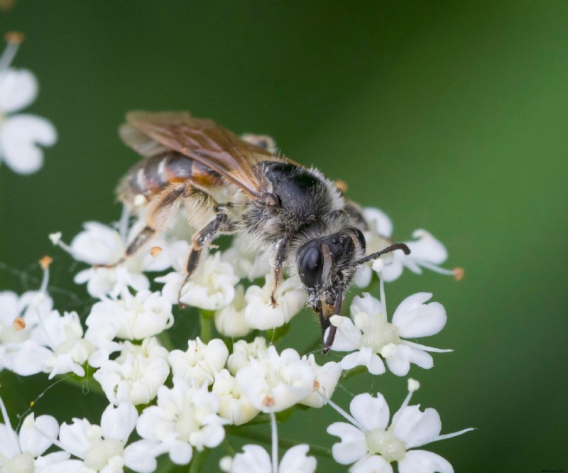 Wie man Bodenbienen human vertreibt – um diese Bestäuber zu schützen 