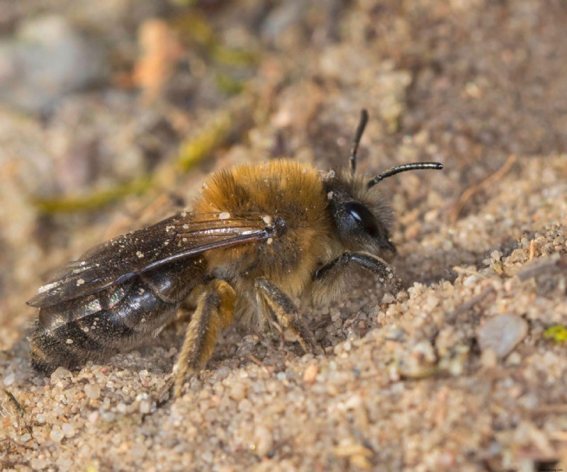 Wie man Bodenbienen human vertreibt – um diese Bestäuber zu schützen 