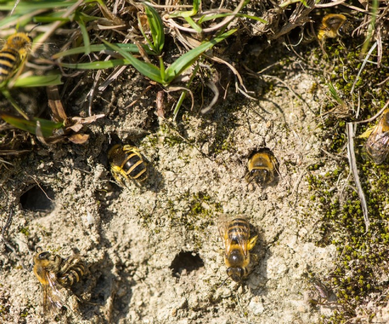 Wie man Bodenbienen human vertreibt – um diese Bestäuber zu schützen 