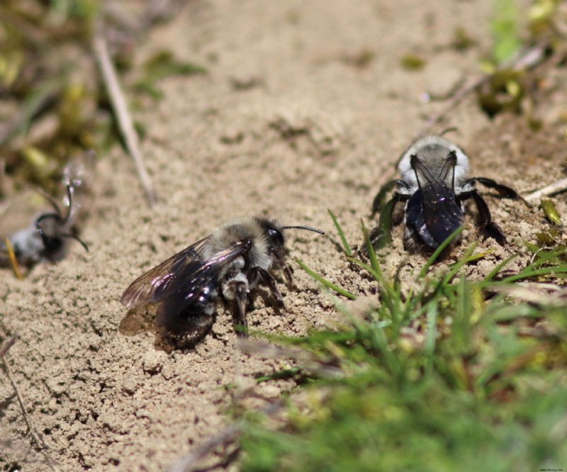 Wie man Bodenbienen human vertreibt – um diese Bestäuber zu schützen 