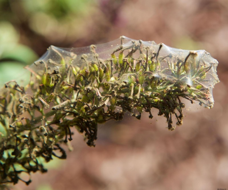 So werden Sie Spinnmilben los – um Ihre Pflanzen vor lästigen Schädlingen zu schützen 