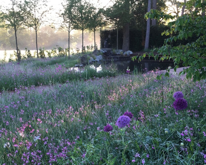 Wildblumengartenideen – 10 Möglichkeiten, Ihrem Garten Wiesenblumen hinzuzufügen 