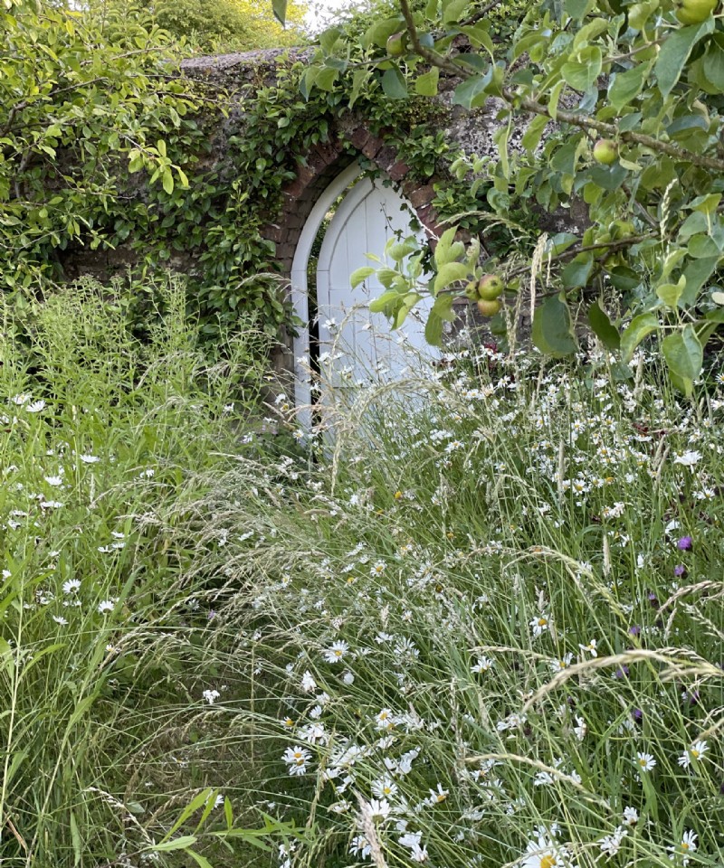 Wildblumengartenideen – 10 Möglichkeiten, Ihrem Garten Wiesenblumen hinzuzufügen 