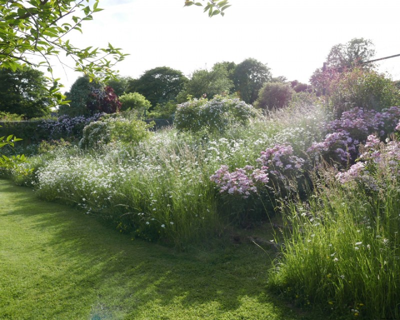 Wildblumengartenideen – 10 Möglichkeiten, Ihrem Garten Wiesenblumen hinzuzufügen 