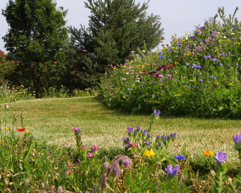Wildblumengartenideen – 10 Möglichkeiten, Ihrem Garten Wiesenblumen hinzuzufügen 