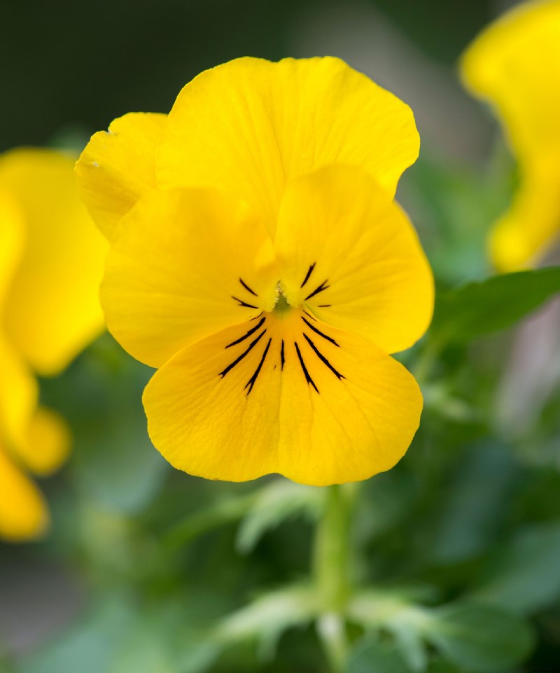 Beste Winter-Stiefmütterchen – 8 Sorten, die Ihrem Wintergarten saisonale Farbe verleihen 