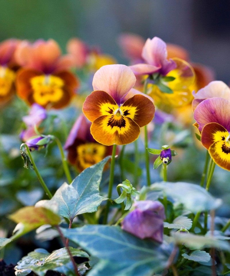 Beste Winter-Stiefmütterchen – 8 Sorten, die Ihrem Wintergarten saisonale Farbe verleihen 