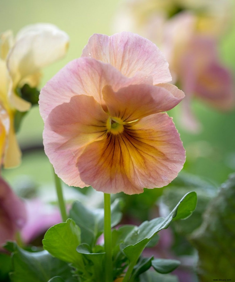 Beste Winter-Stiefmütterchen – 8 Sorten, die Ihrem Wintergarten saisonale Farbe verleihen 