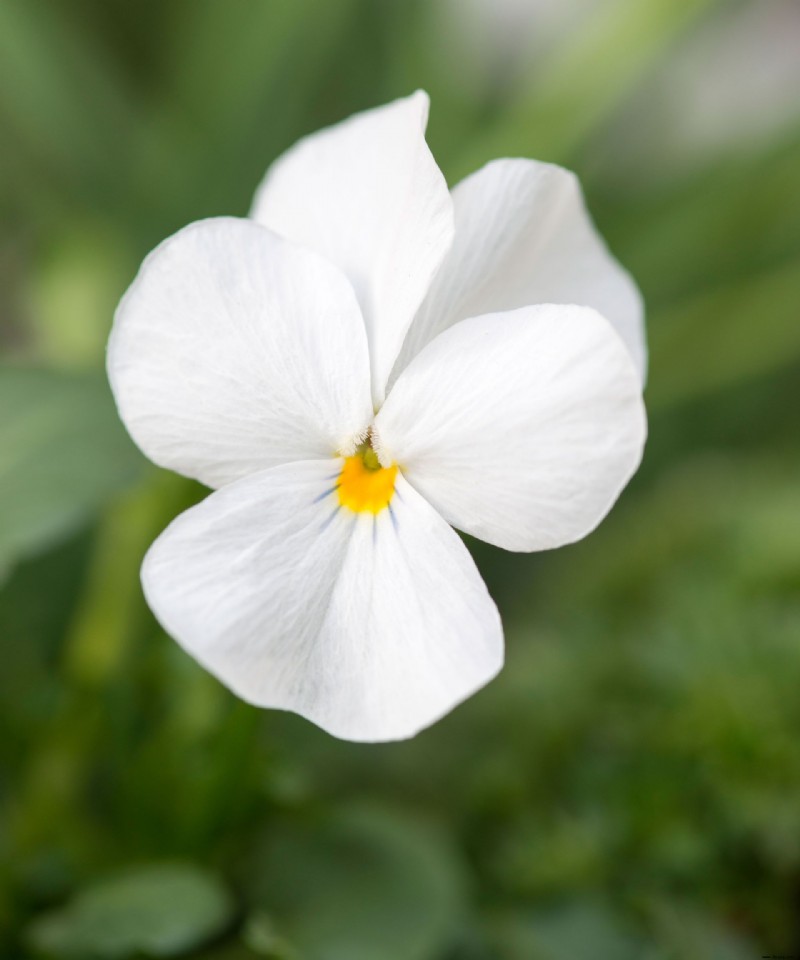 Beste Winter-Stiefmütterchen – 8 Sorten, die Ihrem Wintergarten saisonale Farbe verleihen 