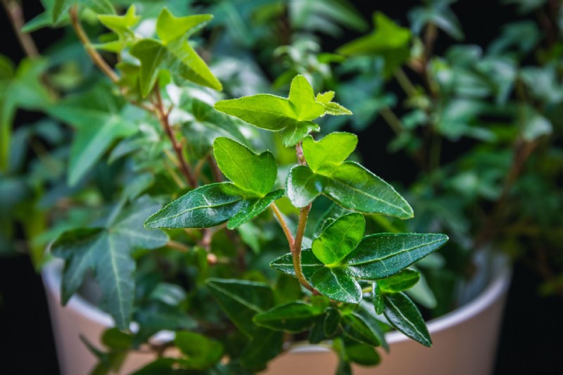 Beste wartungsarme Zimmerpflanzen – 10 Zimmerpflanzen, die gerne ignoriert werden 