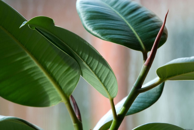 Beste wartungsarme Zimmerpflanzen – 10 Zimmerpflanzen, die gerne ignoriert werden 