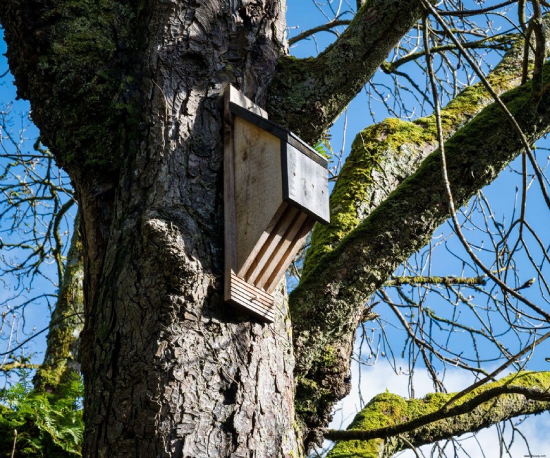 Wie man Fledermäuse in einem Haus auf natürliche Weise loswird – 8 humane Techniken, die funktionieren 