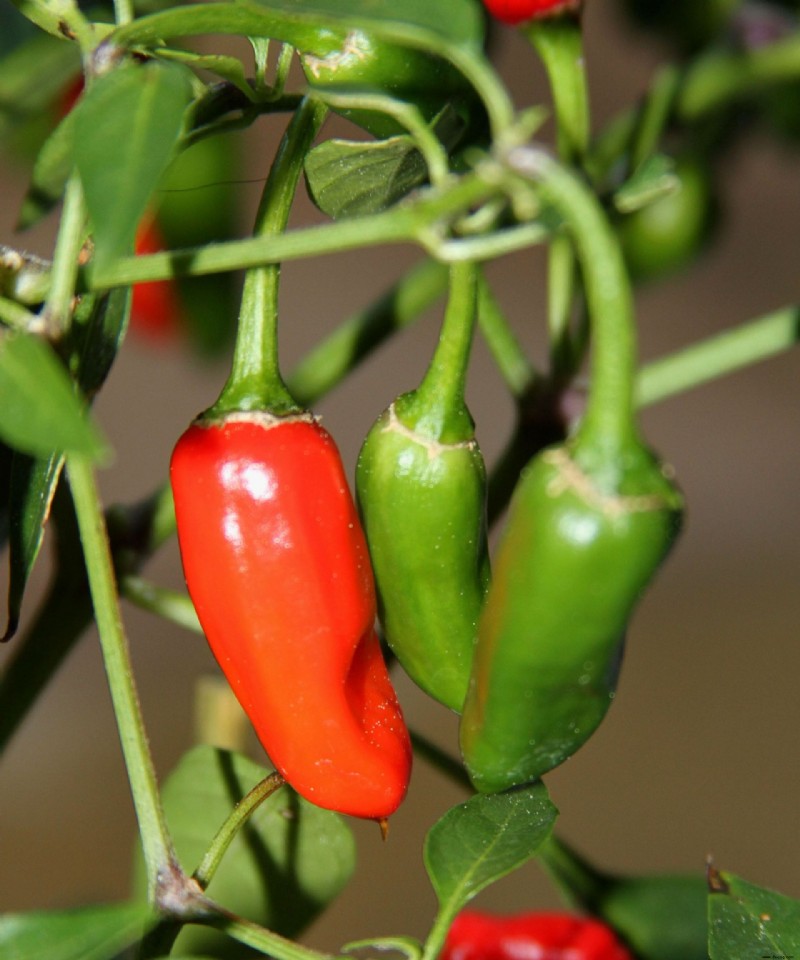 Wann man Jalapeño-Paprikaschoten pflücken sollte – für fantastische feurige Aromen 