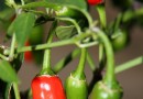 Wann man Jalapeño-Paprikaschoten pflücken sollte – für fantastische feurige Aromen 