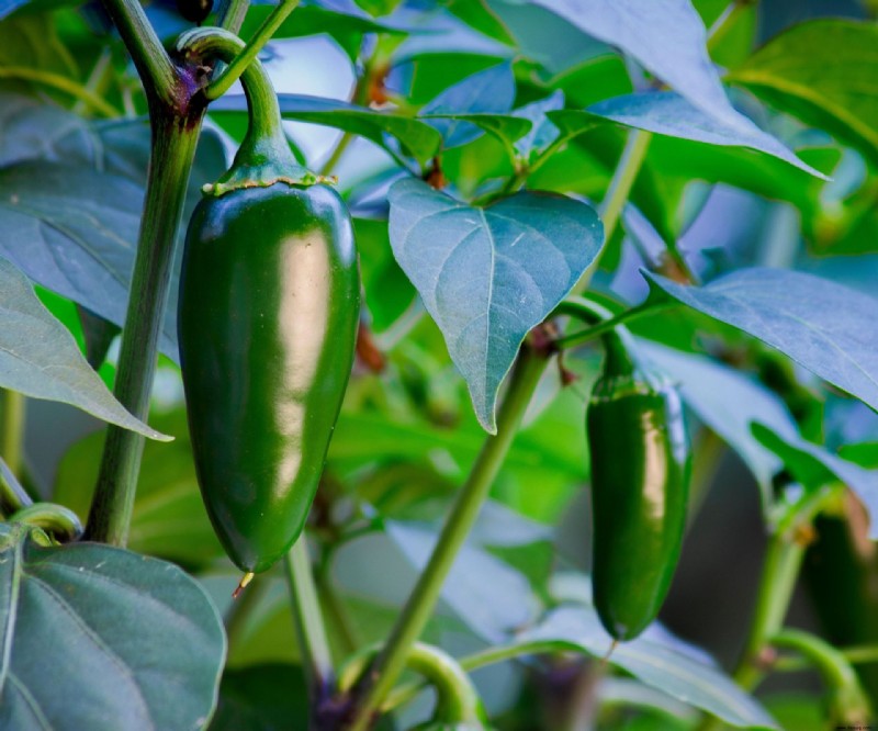 Wann man Jalapeño-Paprikaschoten pflücken sollte – für fantastische feurige Aromen 