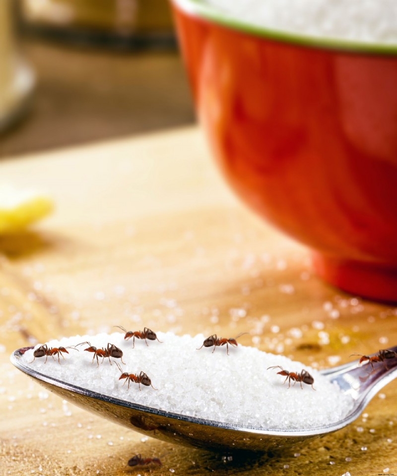 So werden Sie Zuckerameisen los – eine einfache Schritt-für-Schritt-Anleitung, um den Schädling schnell zu beseitigen 