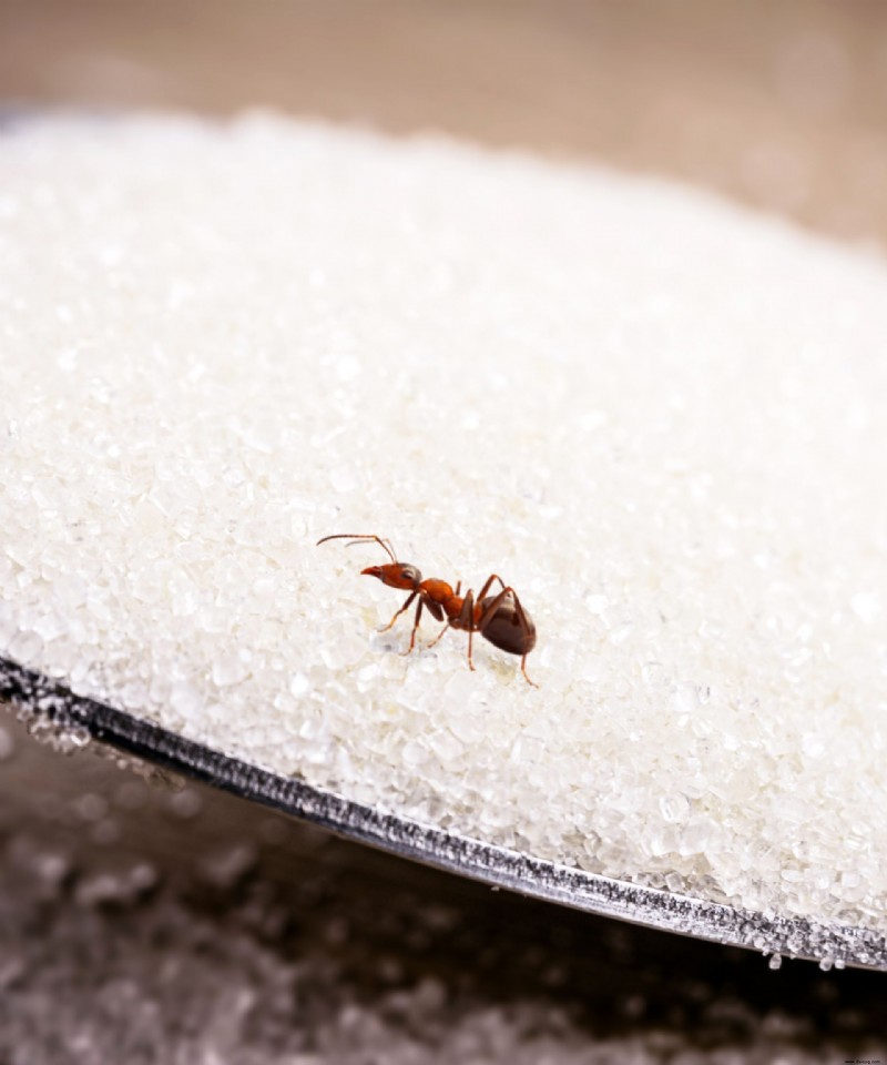 So werden Sie Zuckerameisen los – eine einfache Schritt-für-Schritt-Anleitung, um den Schädling schnell zu beseitigen 