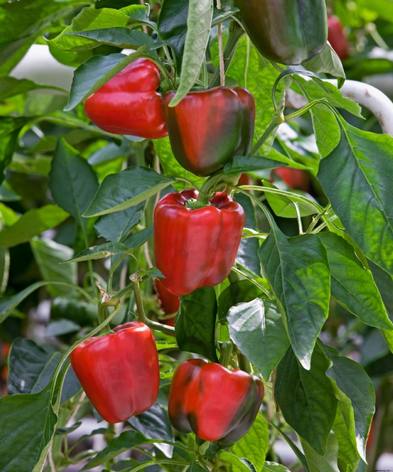 Wann Paprika pflücken – für erfrischend vielseitiges Obst 