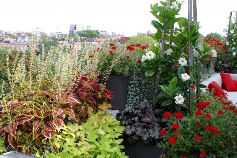 Dachgartenideen – Verwandeln Sie Ihre Terrasse in eine Mini-Gartenbauoase 