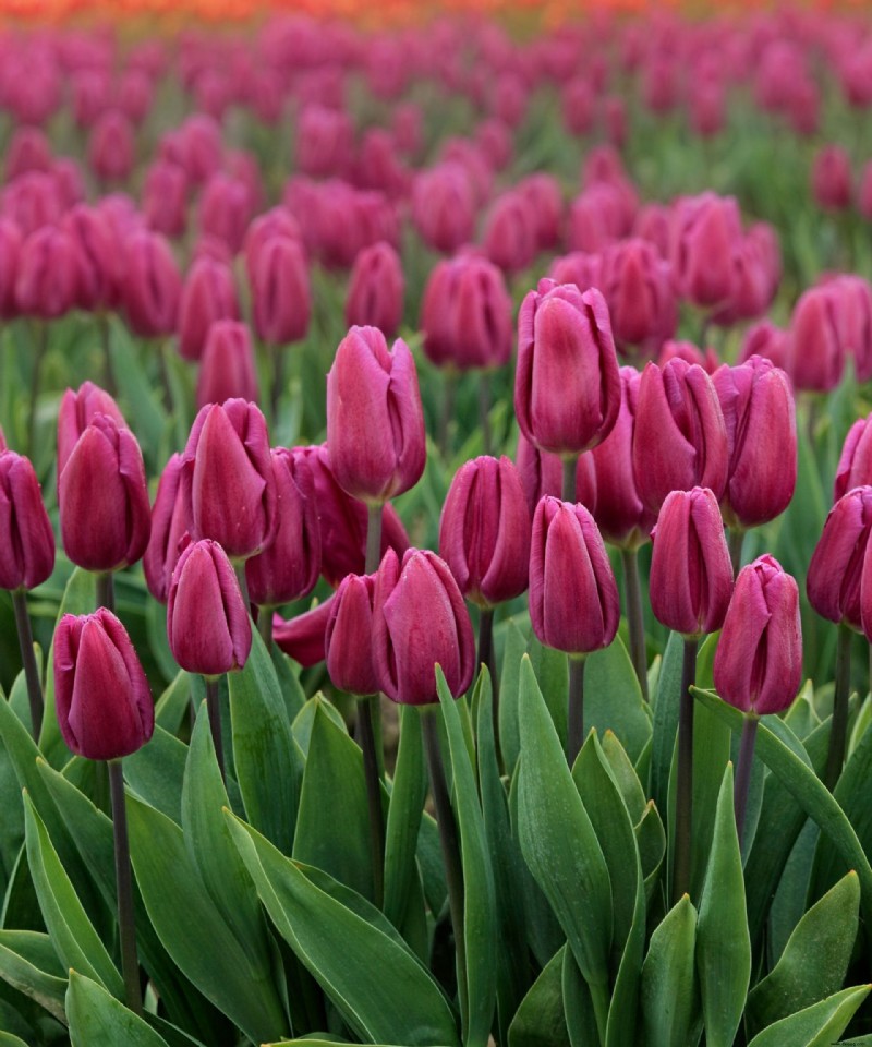 Wann Tulpen pflanzen – für eine makellose Flora im Frühjahr 