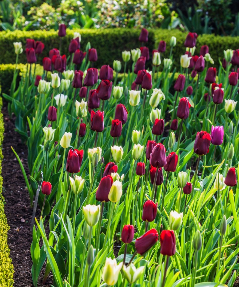 Wann Tulpen pflanzen – für eine makellose Flora im Frühjahr 