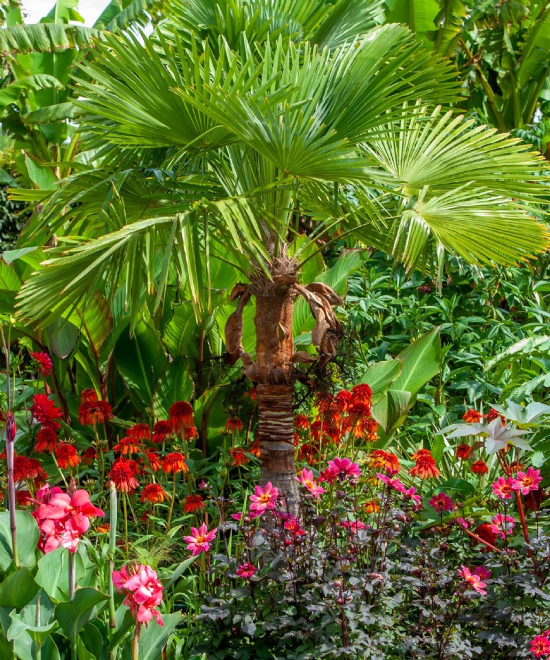 So schneiden Sie Palmen sicher – Tipps von Experten vor dem Beschneiden 