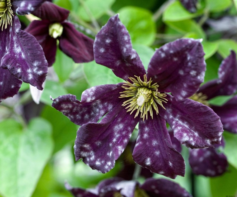 So werden Sie Echten Mehltau los – für einen gesünderen Garten 