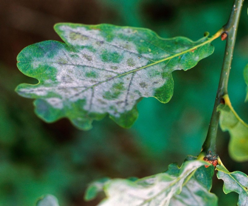 So werden Sie Echten Mehltau los – für einen gesünderen Garten 