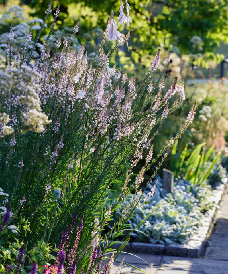 So werden Sie Echten Mehltau los – für einen gesünderen Garten 