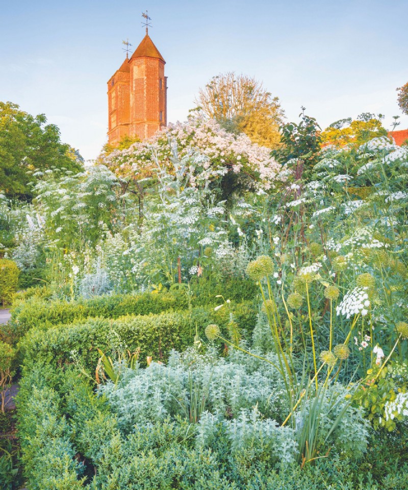 So werden Sie Echten Mehltau los – für einen gesünderen Garten 