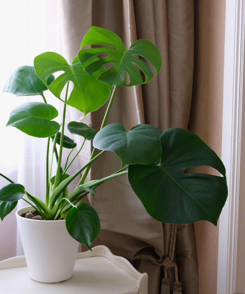 Warum werden meine Monstera-Blätter gelb? 