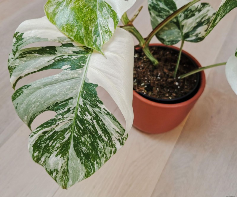 Warum werden meine Monstera-Blätter gelb? 