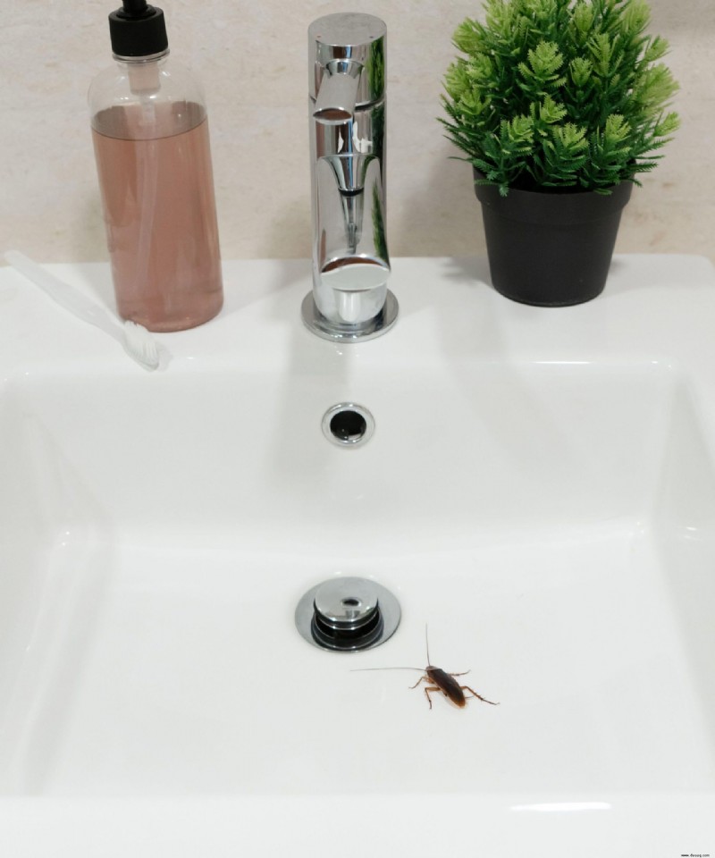 So werden Sie Wasserwanzen los – entfernen Sie diese Schädlinge ganz einfach aus Ihrem Zuhause 