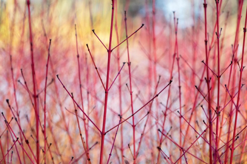Pflanzen für die Herbstfarbe – 5 Top-Picks für Ihre Rabatten 