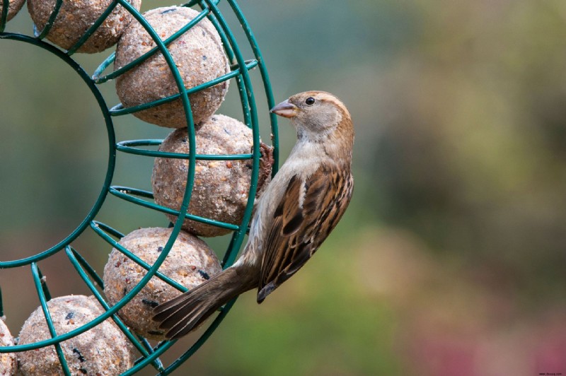 Wie man Fettbällchen für Vögel macht – einfache Schritte, um unsere gefiederten Freunde zu füttern 