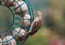 Wie man Fettbällchen für Vögel macht – einfache Schritte, um unsere gefiederten Freunde zu füttern 