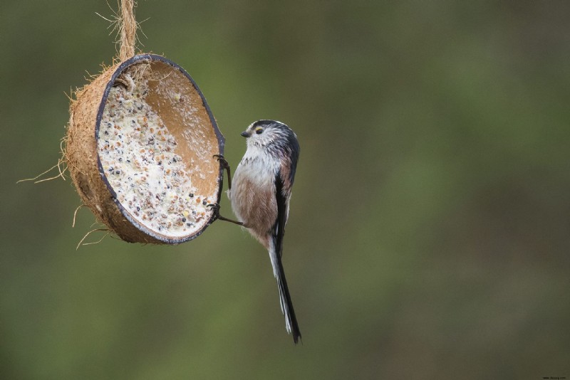 Wie man Fettbällchen für Vögel macht – einfache Schritte, um unsere gefiederten Freunde zu füttern 