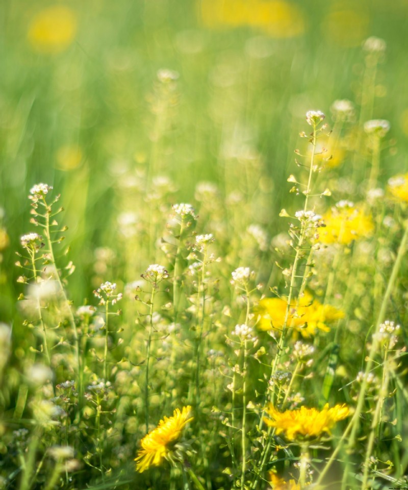 Unkrautbekämpfung mit Pappe – die einfache und effektive Art, Ihren Garten zu verwalten 