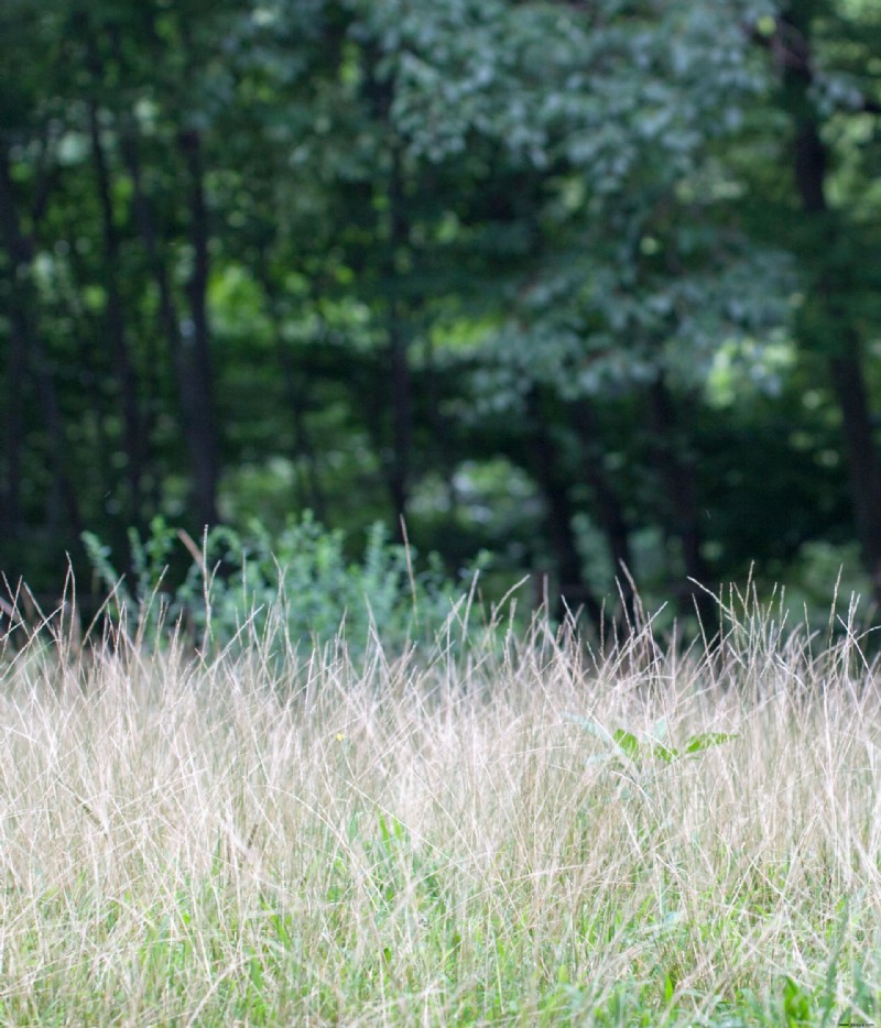 Wann stirbt Crabgrass? Was Sie über die Lebensdauer von Unkräutern wissen müssen 