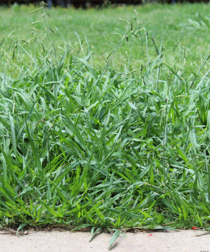 Wann stirbt Crabgrass? Was Sie über die Lebensdauer von Unkräutern wissen müssen 