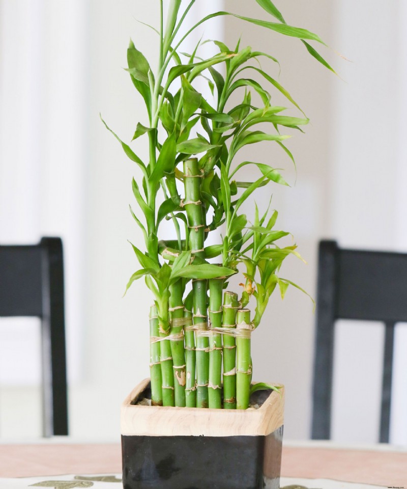 Warum wird meine Bambuspflanze gelb? Expertenlösungen, um Ihre grün zu halten 