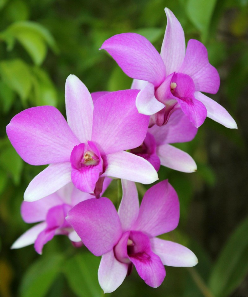 Wie schneidet man Orchideen – oder bleiben Ihre am besten unberührt? Experten beraten 