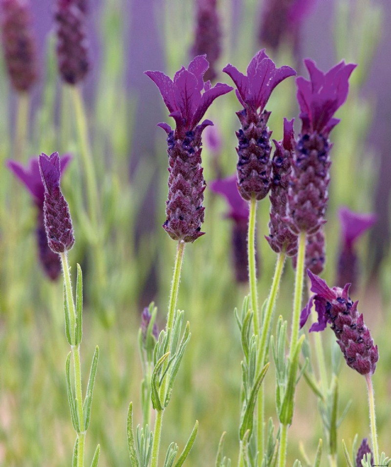 Wie man Lavendel beschneidet – und wann man ihn zurückschneidet, um die besten Ergebnisse zu erzielen 