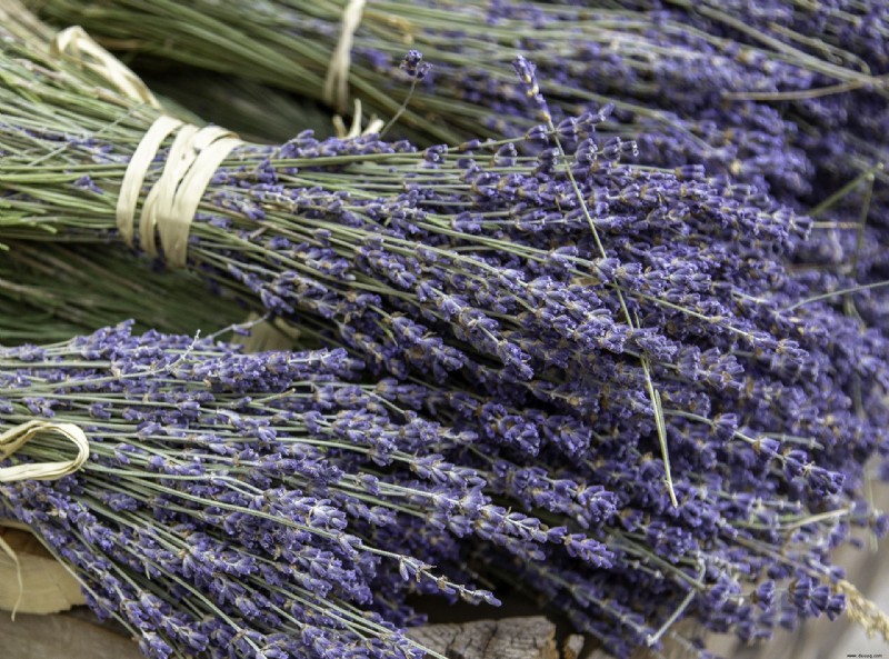 Wie man Lavendel beschneidet – und wann man ihn zurückschneidet, um die besten Ergebnisse zu erzielen 
