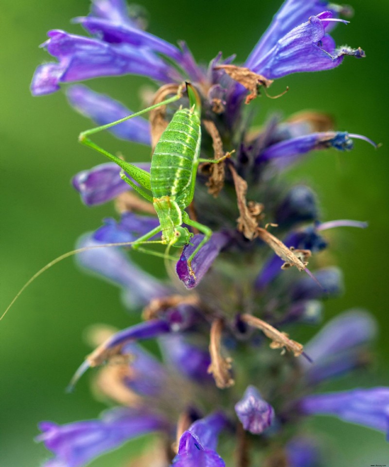 So werden Sie Heuschrecken los – um Ihren Garten vor schädlichen Schädlingen zu schützen 