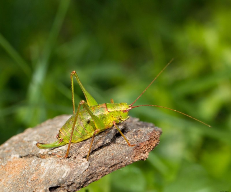 So werden Sie Heuschrecken los – um Ihren Garten vor schädlichen Schädlingen zu schützen 