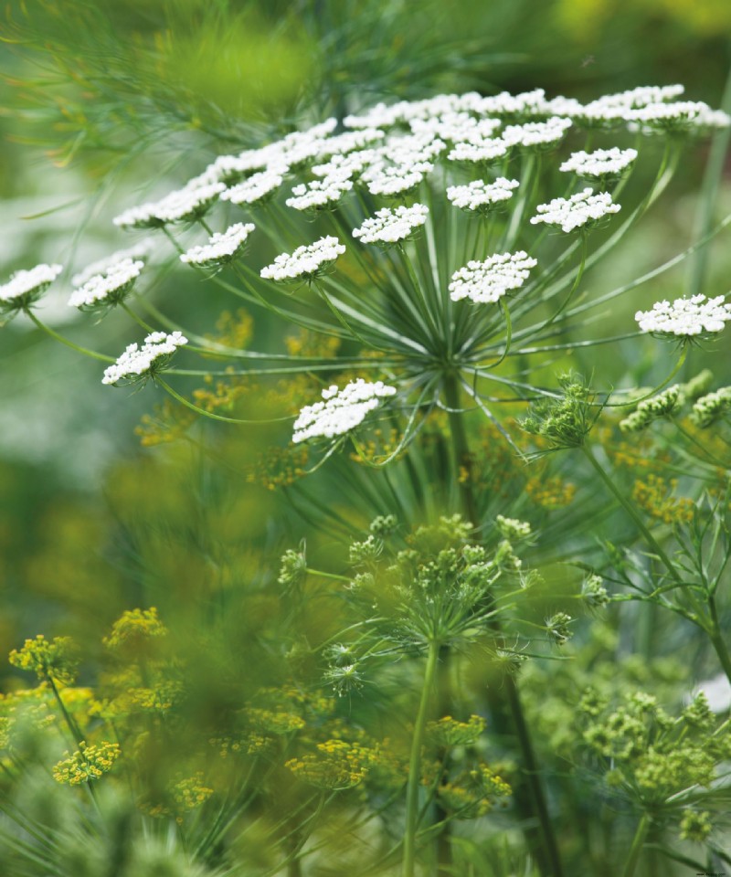 Was Sie im September pflanzen sollten – die besten Blumen, Sträucher, Bäume und Feldfrüchte zum Wachsen 